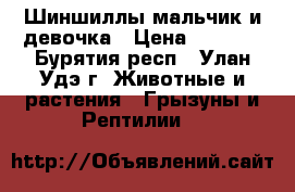 Шиншиллы мальчик и девочка › Цена ­ 5 000 - Бурятия респ., Улан-Удэ г. Животные и растения » Грызуны и Рептилии   